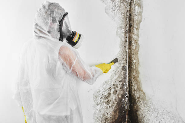 Best Professional Mold Removal  in Ina, IL