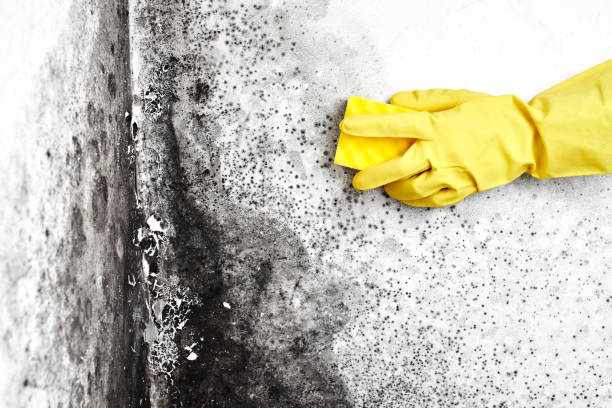 Best Water Damage Restoration  in Ina, IL