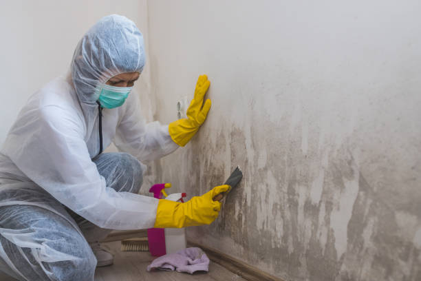 Attic Mold Removal in Ina, IL