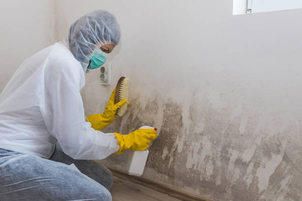 Best Commercial Mold Removal  in Ina, IL