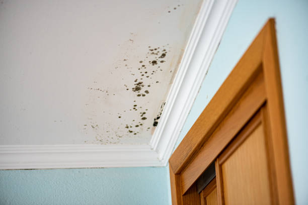 Best Black Mold Removal  in Ina, IL