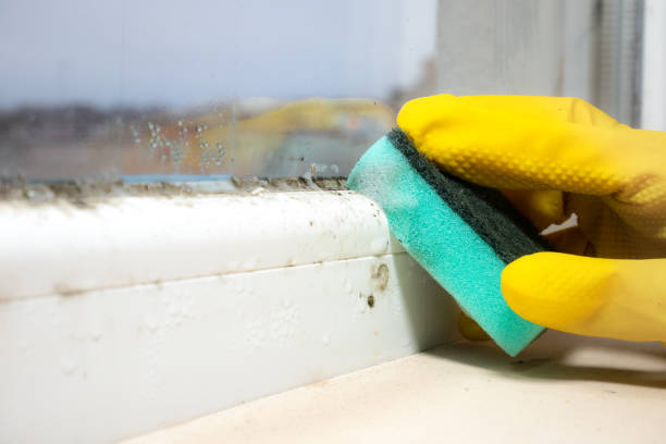 Best Black Mold Removal  in Ina, IL