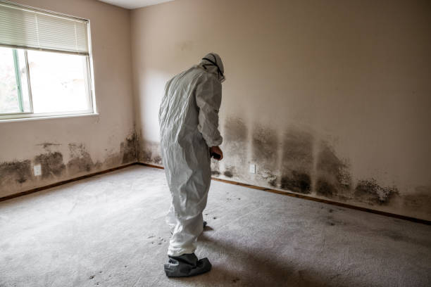 Mold Removal and Inspection in Ina, IL