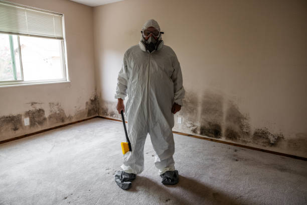 Best Mold Removal Near Me  in Ina, IL