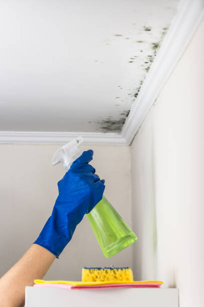 Best Mold Removal Company Near Me  in Ina, IL