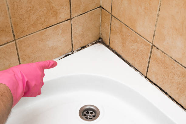 Best Toxic Mold Removal  in Ina, IL