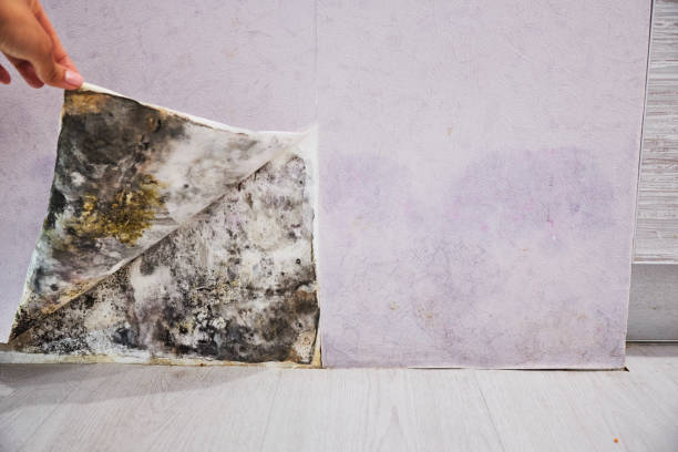 Best Mold Cleaning Services  in Ina, IL